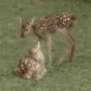 🦌 ⊹˚₊ fawnies ₊˚⊹