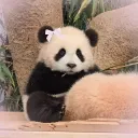 PANDA LAND Discord Server Icon