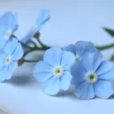 ︵ 𝘍𝘰𝘳𝘨𝘦𝘵 𝘔𝘦 𝘕𝘰𝘵 ׅ : HSR & GI  ࣪