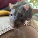 🐀 STUDIO QUASAR