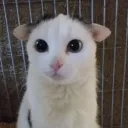weaselcorp