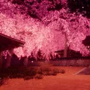 Kitsune Den