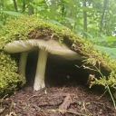 Across the Moss Discord server icon