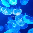 ⋅˚₊‧ ଳ ‧₊˚ ⋅ Yumequarium 🫧🪼 discord icon