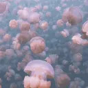 ⋅˚₊‧ ଳ ‧₊˚ ⋅ Yumequarium 🫧🪼 discord icon