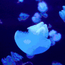 ⋅˚₊‧ ଳ ‧₊˚ ⋅ Yumequarium 🫧🪼 Discord server icon