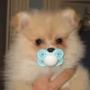 '   para paradise gateway discord icon