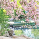 ۪🪷   /𝘍𝘭𝘰𝘳𝘢𝘭 𝘮𝘰𝘯𝘢𝘴𝘵𝘦𝘳𝘺   𝘳𝘷𝘮𝘱   ꩜ ྀི Discord server icon