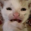 The Cat Community (we are better) Discord server icon