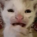 The Cat Community (we are better)