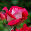 The Rose Garden Discord server icon