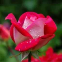 The Rose Garden