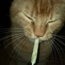 😾 | XD SQUAD