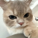 Discovery icon for Kittycord 🐈 Discord server