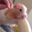 /cel-land Discord server icon