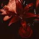 ⸝⸝⸝ HELL  | 18+ Discord Server Icon