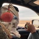 The Discord GCC Discord server icon