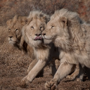 National Smilodon Conservation Program