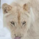 National Smilodon Conservation Program