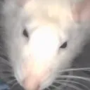 Ralph Mafia