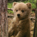 __　 　╱beary Discord Server Icon