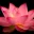 /lotus