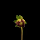 Server icon for 𝐹𝑙𝑜𝑤𝑒𝑟𝑠 𝐶𝑜𝑚𝑚𝑢𝑛𝑖𝑡𝑦