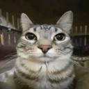 pibble nation Discord server icon