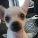 Zero’s Monke Horror