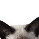 meowfia Discord server icon