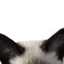 meowfia