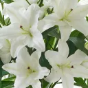 ✿blossom✿