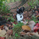 ৻ Dreamstate ৻ / 𝘚𝘰𝘤𝘪𝘢𝘭 • 𝘏𝘢𝘯𝘨𝘰𝘶𝘵 • 𝘔𝘶𝘴𝘪𝘤 • 𝘎𝘢𝘮𝘪𝘯𝘨 • 𝘊𝘩𝘪𝘭𝘭 Discord server icon