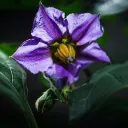 Nightshade Valley