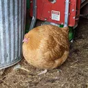 Chicken Coop
