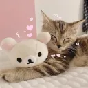 /herlobby  ₍^. .^₎⟆  girls only