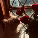 ̶𝑨𝒚𝒖𝒏𝒂𝒁  #FR