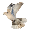 ── .✦   banana     ◞  cream₊ Discord server icon