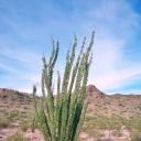 The Ocotillo's Domain