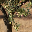 ✦　 ׁ      Land of the Gods　 ⋆₊˚⊹ Discord server icon