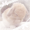 .𖥔 ݁ ˖   ✦    ‧₊˚ ⋅𝑩𝒖𝒏 𝑩𝒖𝒏𝒔 𝑪𝒐𝒓𝒏𝒆𝒓.𖥔 ݁ ˖   ✦    ‧₊˚ ⋅