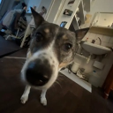 Doggiestyle