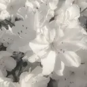 . ✦   𝓔t𝓱e𝓻i𝓪