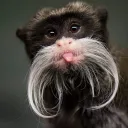 TAMARIN (discontinued forever)