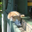 The Strange Dream