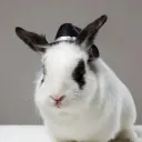 Króliki Pakiego 🐇 (COMMUNITY)