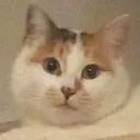 meannoysu