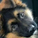 Puppy time  Discord Server Icon