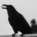 Just A Random Murder Of Crows