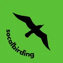 SoCal Birding